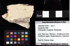 Foto (Objket + Etiketten) von Decapoda indet. 